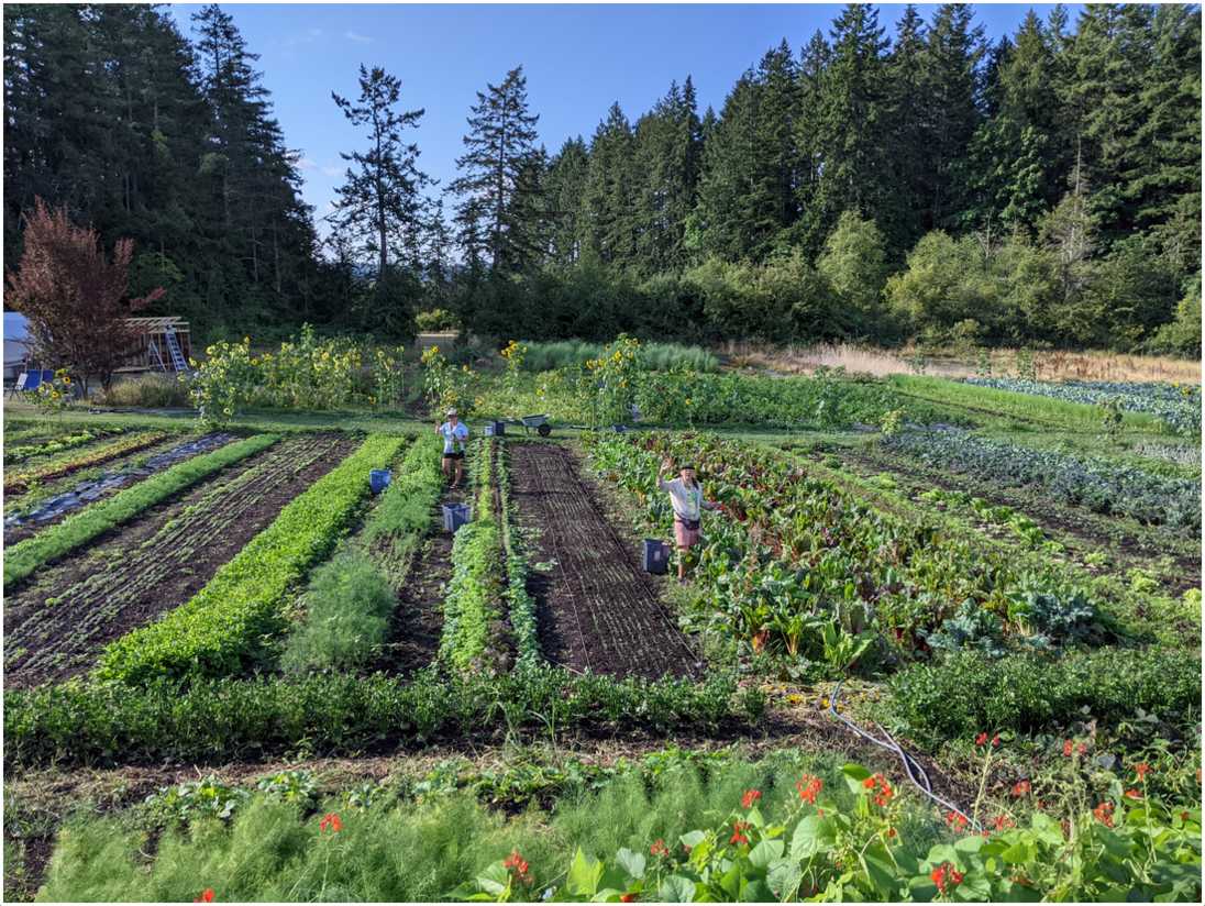 Organic vegetable farming and market gardening jobs, farm lead and  supervisor jobs