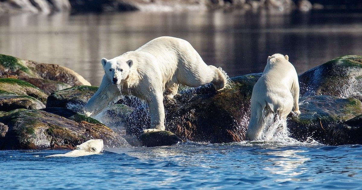 Environmental Jobs, Green Jobs, Conservation Jobs | GoodWork.ca