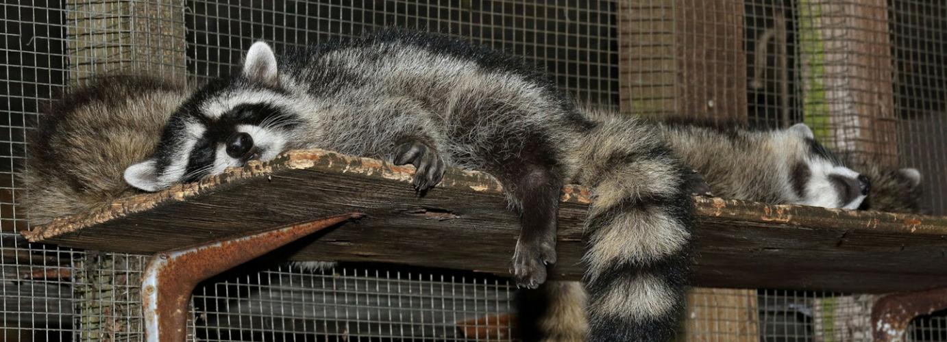 green job coordinator of volunteers f t wra wildlife green job coordinator of volunteers f t wra wildlife