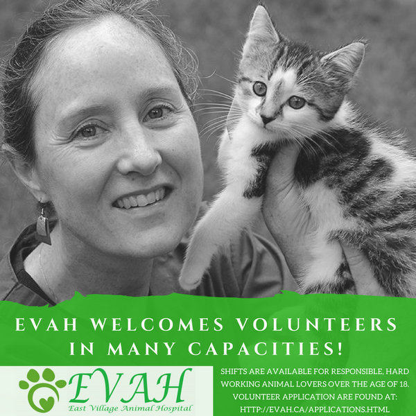 Volunteer Opportunities East Village Animal Hospital Kitchener
